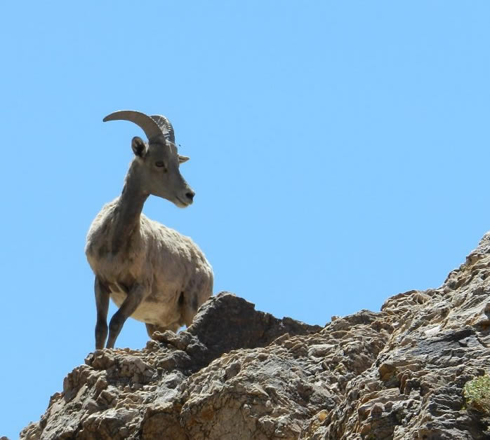 bighorn