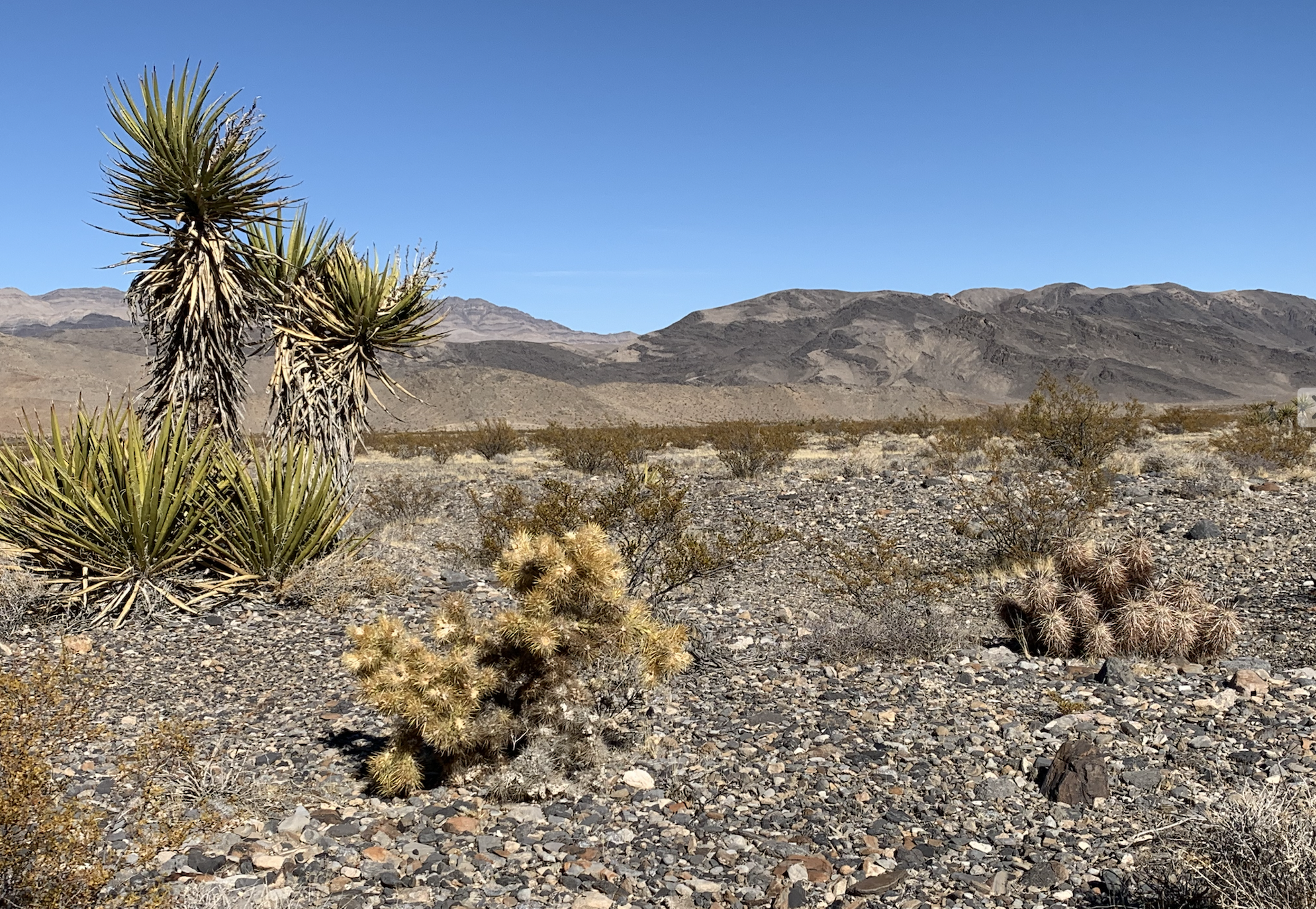 cacti