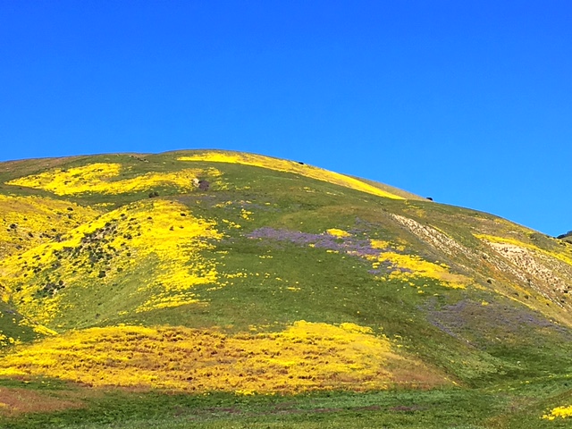 Carrizo wildflowers