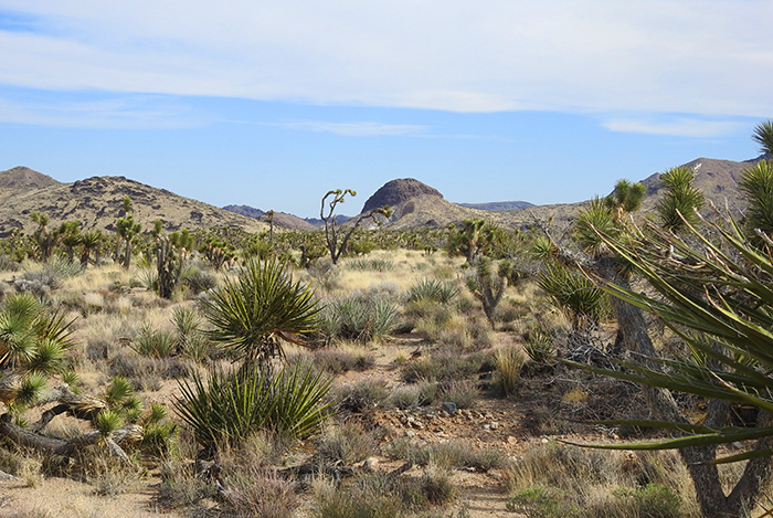 Castle Mtns NV