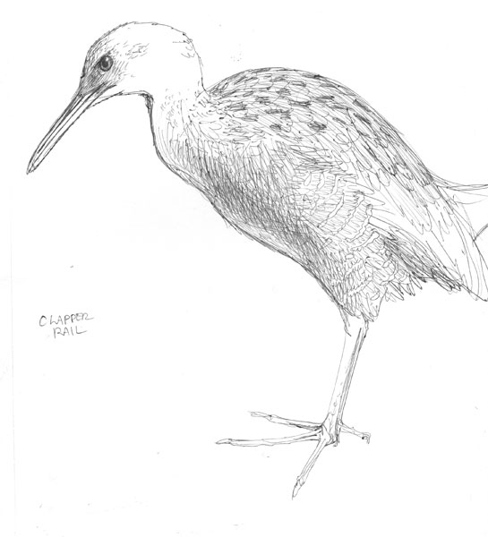 clapper rail