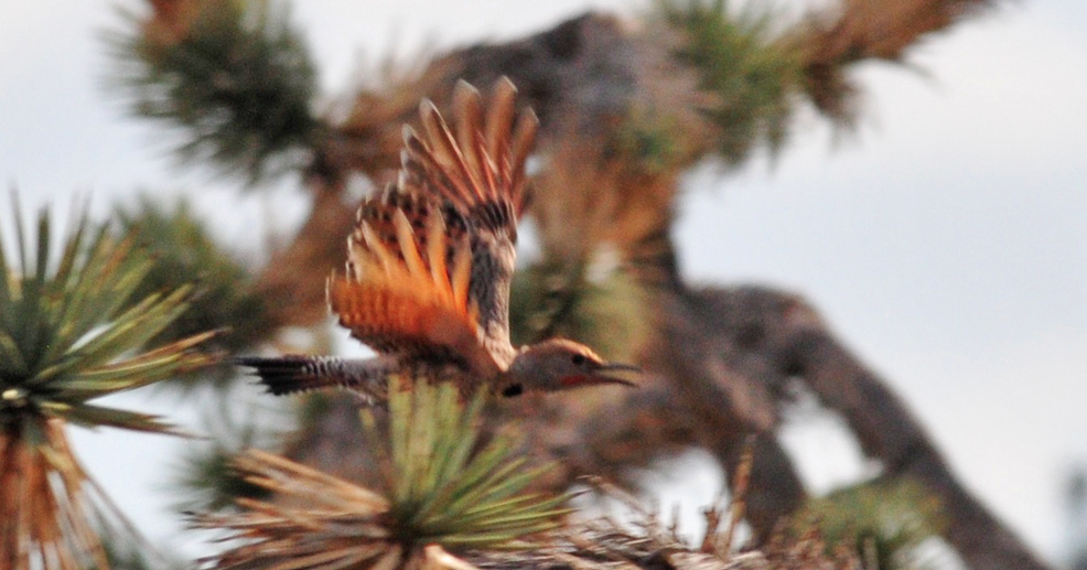 Gilded flicker