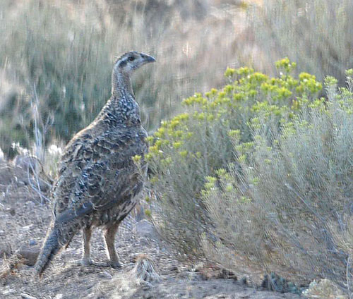 sage grouse hen