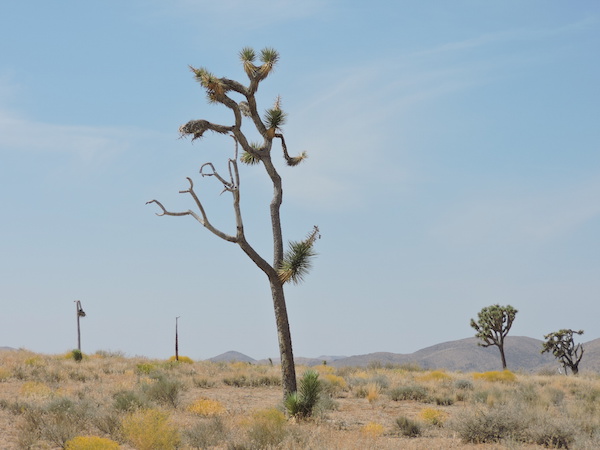 Joshua tree