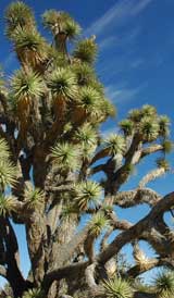 joshua tree