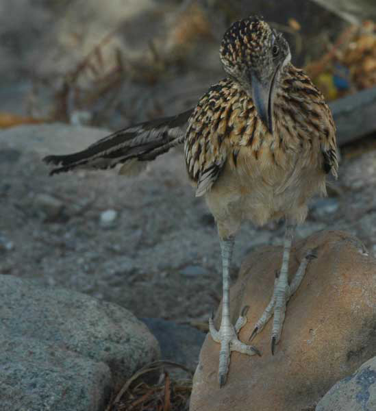 roadrunner