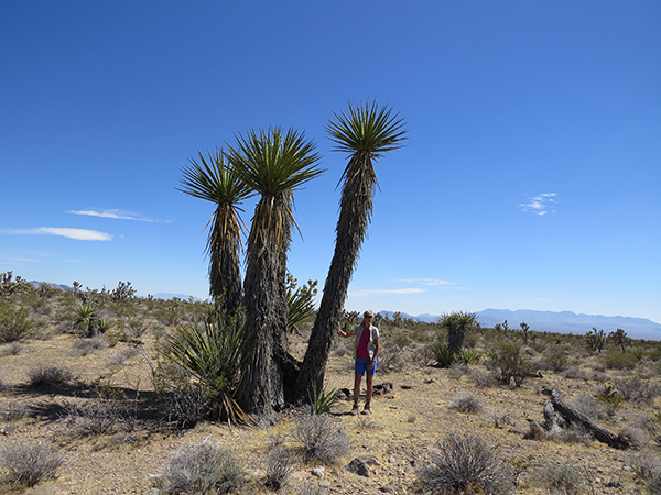 tall yucca