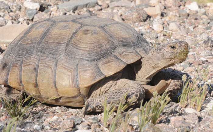 tortoise 66
