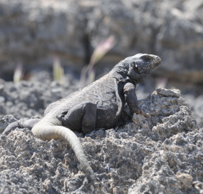 chuckwalla